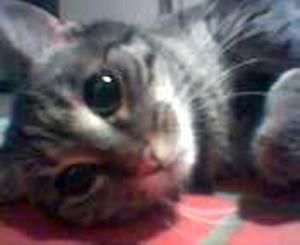 Bibi vermisst seit 21. Oktober 2008