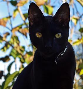 Kater PICASSO - vermisst seit 17.03.2015 in München-Pasing (Pirmasenser Straße)
